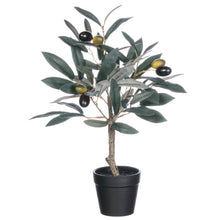Load image into Gallery viewer, POTTED OLIVE TREE - T E R R A
