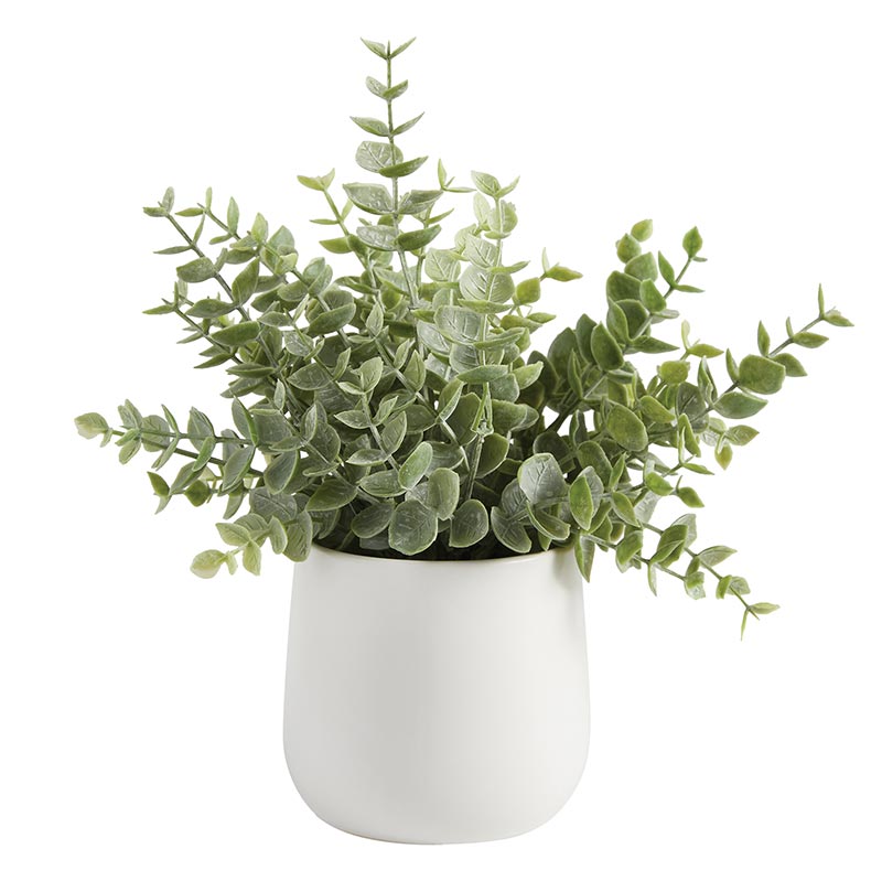 Eucalyptus White Pot